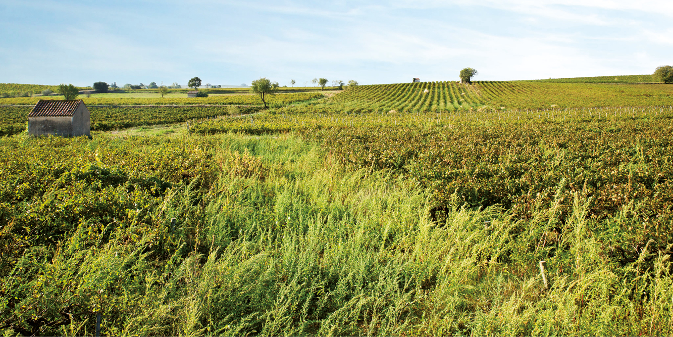 logo_Languedoc Roussillon